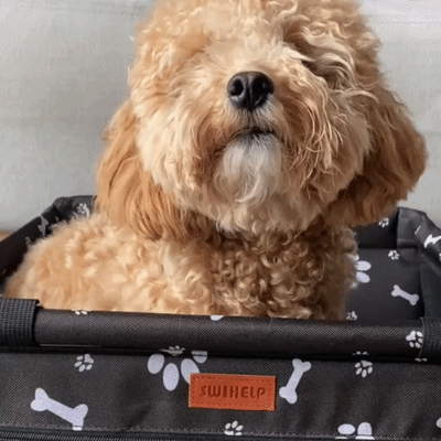 Seggiolino per cani
